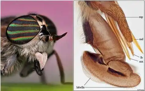 牛虻的简笔画步骤