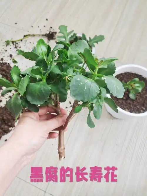 夏季长寿花扦插成功