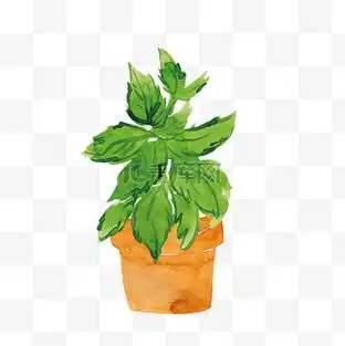 绿色水彩手绘龟背竹