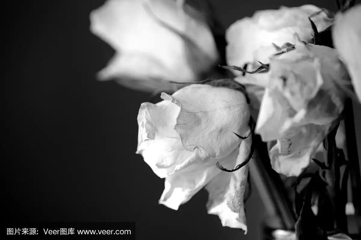 枯萎的白玫瑰在黑暗的背景近景,黑色和白色