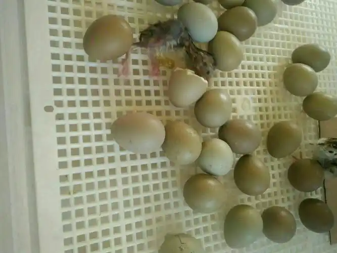 山鸡的孵化历程