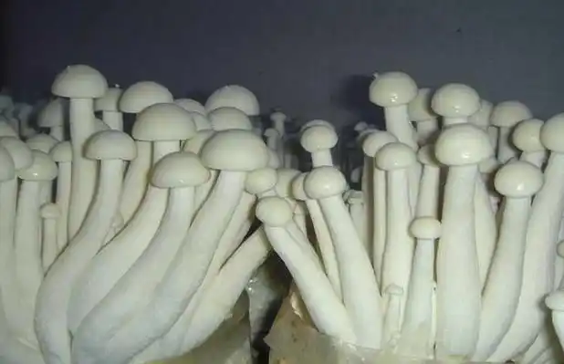 海鲜菇为适度好气性真菌,菌丝对空气不敏感,但在不透气的环境中,随着