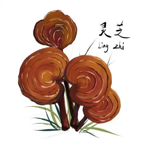 灵芝在古代和现代防治瘟疫中发挥作用