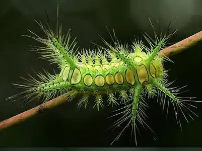 全身都有刺的虫子是什么