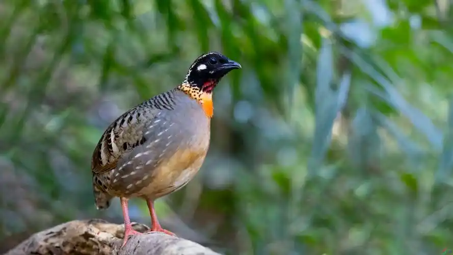海南山鹧鸪--- (祝贺老师佳作荣获vip综合精华)