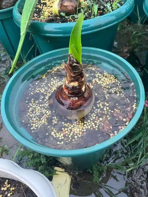 听说朱顶红可以水培的哦