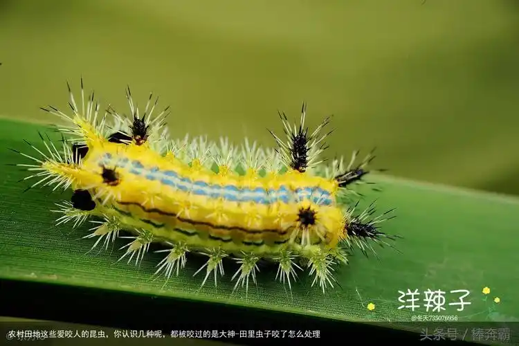 农村田地这些爱咬人的昆虫,你认识几种呢,都被咬过的是大神-田里虫子