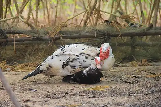 实拍我家鸭头是怎么跟母鸭交配过程 公鸡旁边看
