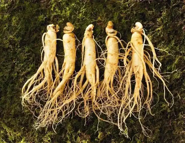 假人参和真人参的区别 农村一种"假人参",以前没注意它,其实营养大的