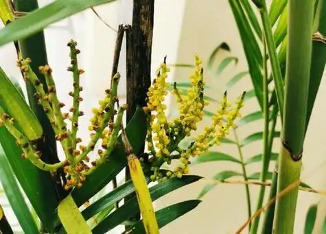 观音竹开花图片