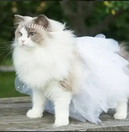 姐就是正!猫公主aurora「蓝色猫眼 雍容猫毛」超吸睛