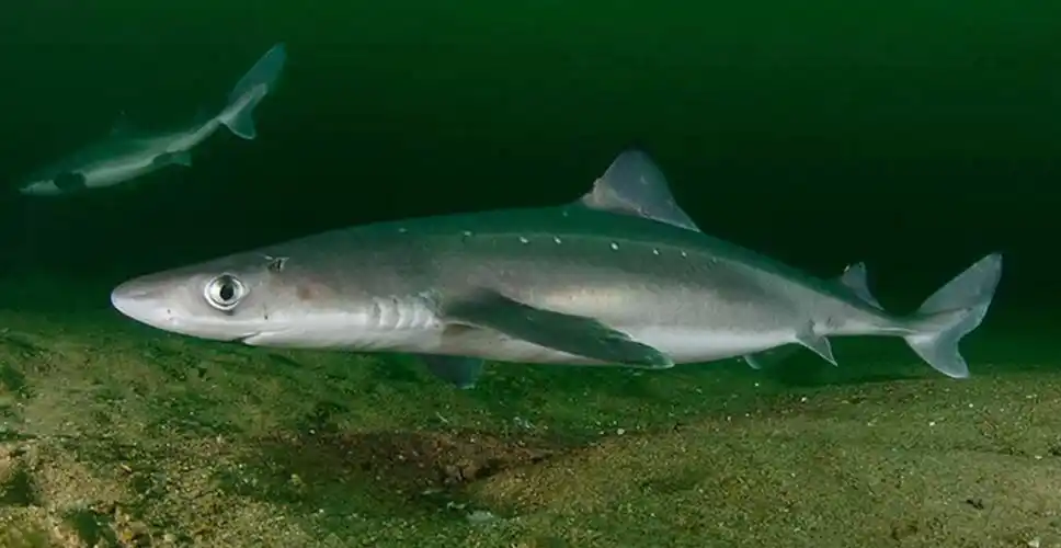 p>白斑角鲨(学名: i>squalus acanthias /i>)是角鲨科,角鲨属鲨鱼.