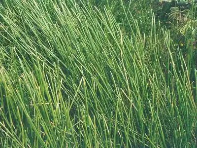 马蹄有叶子没有