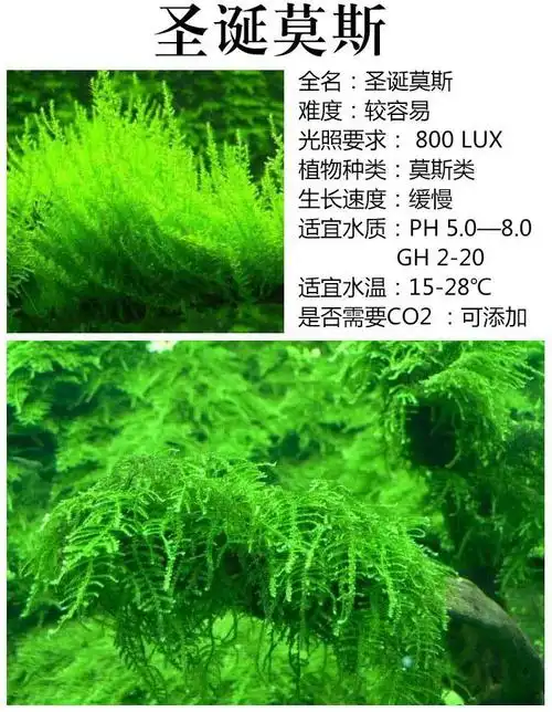 鱼缸造景莫斯水草活体淡水大小三角火焰垂泪莫斯水草批发代发水草