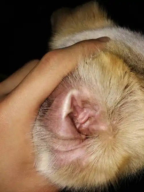 狗狗耳朵里有黄色颗粒