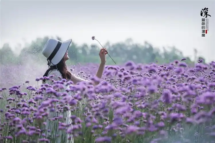 相遇花海 守望一场紫色的约定
