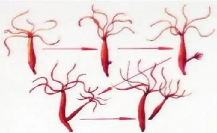 p>出芽生殖(budding reproduction)出芽生殖又叫 a target="_blank"