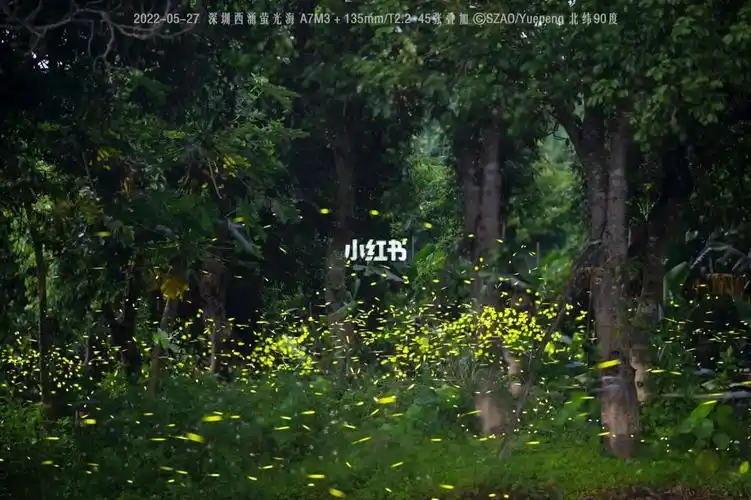 的历流光小,飘摇若翅轻.恐畏无人识,独自暗中明.——《咏萤》虞世南