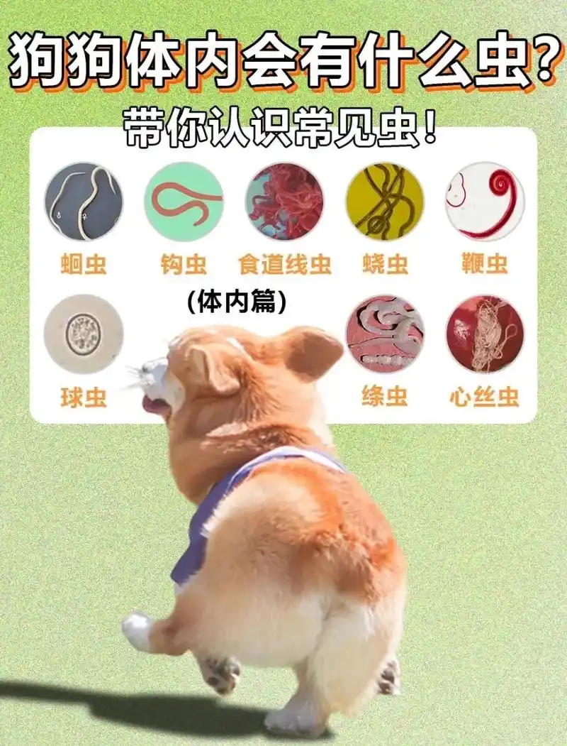 狗狗体内常见的虫子,带你们看看狗狗体内常见的体内驱虫#驱虫  - 抖音