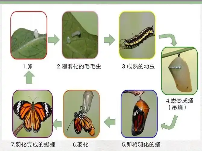 蝴蝶的生长过程,好神奇哦!