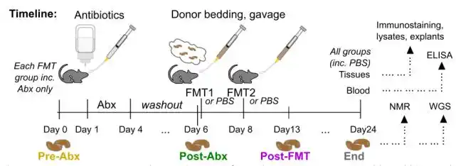 永葆青春的秘诀藏在屎里microbiome换屎疗法逆转肠道大脑和眼衰老特征