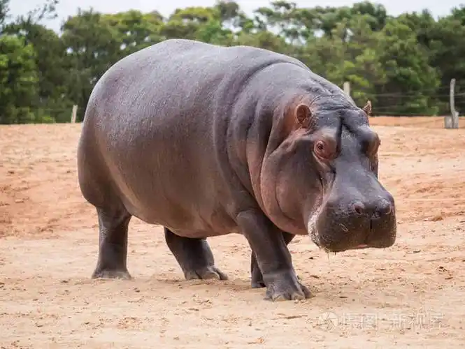 常见的河马河马两栖动物或河马在非洲很常见