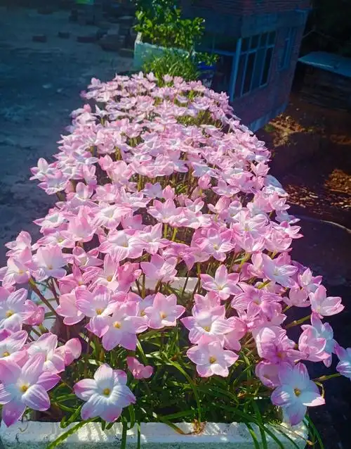 耐热耐晒,夏季也爆花,好看又好养|风雨兰|植物|盆栽_新浪新闻