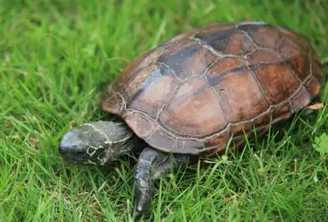 草龟苗长大后成什么样子图片