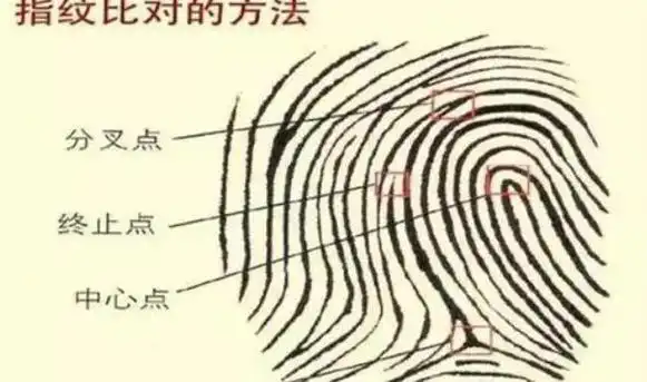 手相第十五课指纹