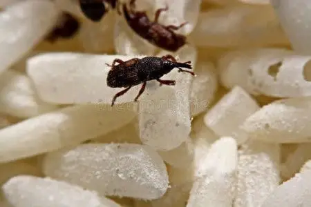 主要寄主在玉米,稻米,小麦,高粱,面粉,等各种贮藏的谷物中.