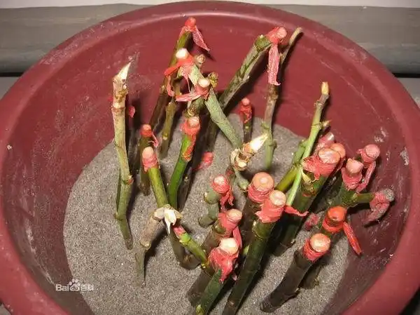 苗木扦插繁殖要点及方法