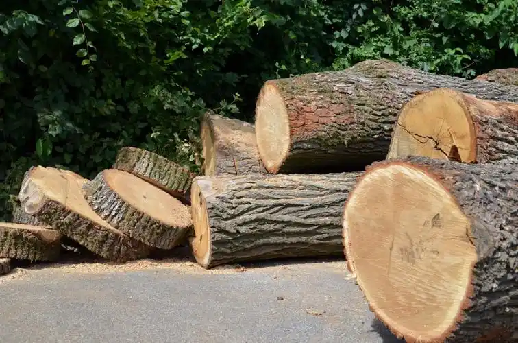 图片大全] 森林木头砍伐图片