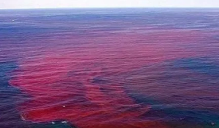 赤潮和水华都是自然生态现象那它们的主要危害是什么