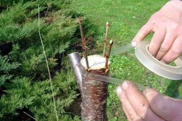 嫁接的两种方式主要是枝接和芽接.枝接包括劈接,切接.