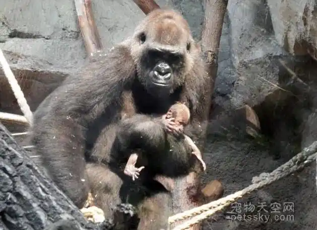 黑猩猩妈妈抱着女儿的尸体一个星期场景让人非常心痛
