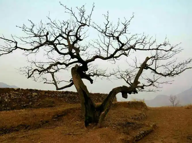 千年老梨树,醉美了救军炮的春