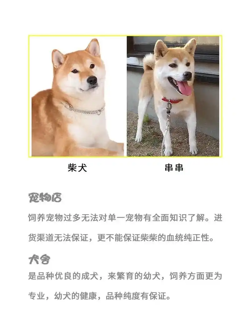 哪里选柴犬靠谱.价格方面宠物店都是赚中间差价 幼犬品质普遍 - 抖音