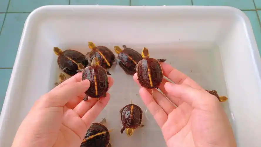 黄缘闭壳龟 #养龟日常  2021年的老种龟安缘头苗克数也是比较大的!