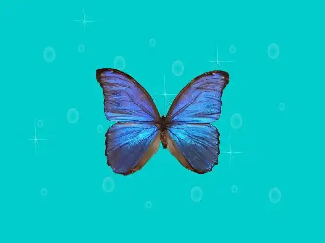 原来国王闪蝶长这样