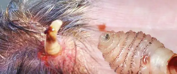 寄生性物种-人皮蝇请慎重浏览|蛆虫|倒刺|幼虫|成虫|宿主|节肢动物门