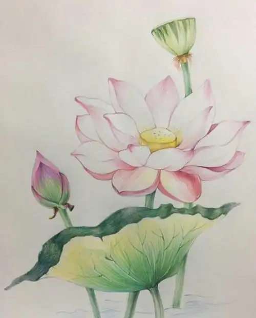 好看的荷花彩铅画步骤教程