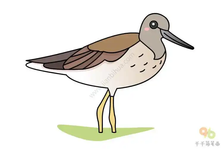 鹬简笔画带颜色