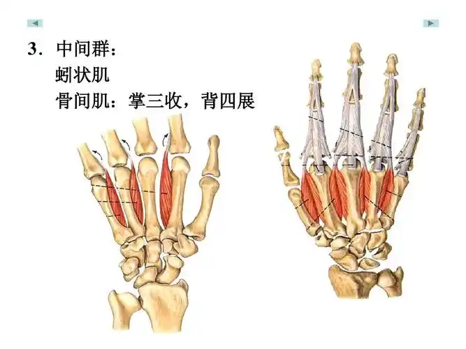 中间群: 蚓状肌 骨间肌:掌三收,背四展
