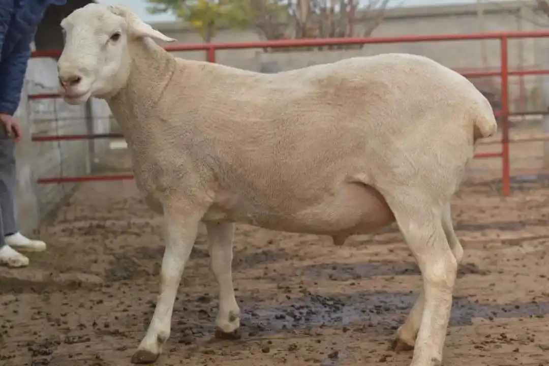 2021中国农业农村重大新产品黄淮肉羊新品种