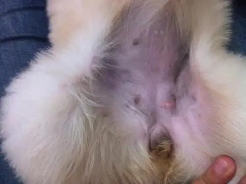 家里40天的小母狗,尿道旁边长了个小肉疙瘩,不痛不痒!