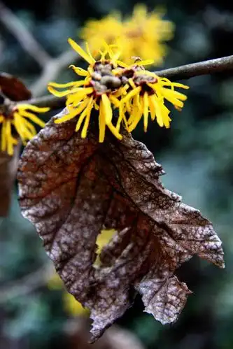 【金缕梅】金缕梅科,金缕梅属