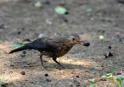 帮看今年的乌鸫是雄还是雌鸟