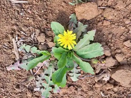 野生蒲公英的样子和功效你知道吗