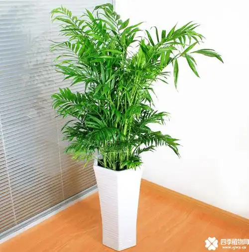 夏威夷竹图片大图夏威夷竹图片高清大图