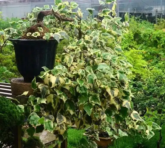 7种超容易养的垂吊植物挂在阳台上简直美到爆